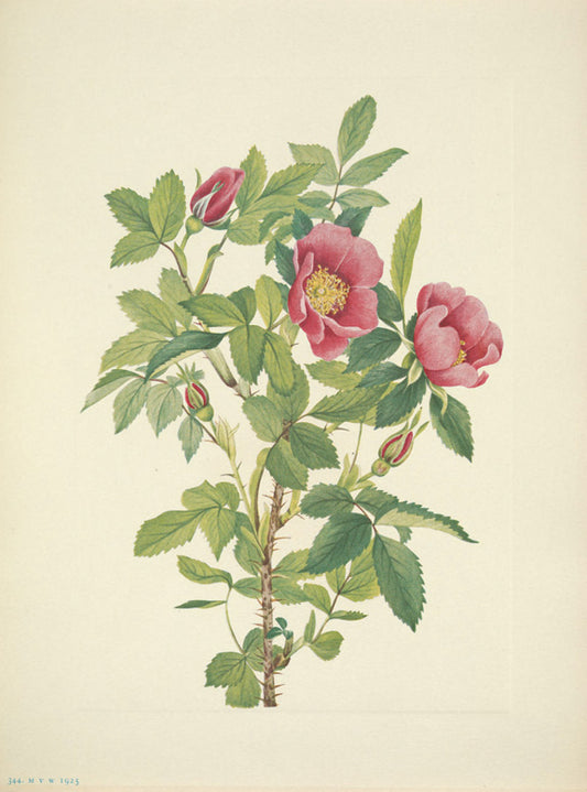 North American Wild Flowers Mary Vaux Walcott 1925