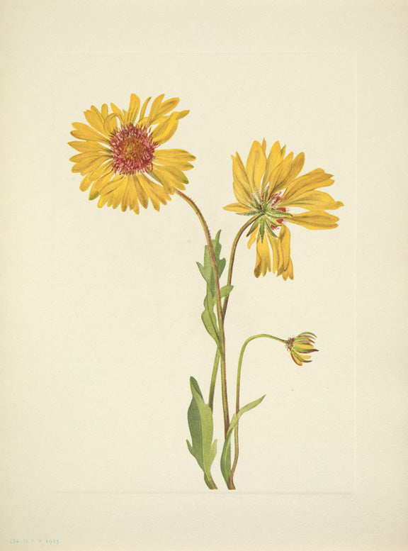 North American Wild Flowers Mary Vaux Walcott 1925