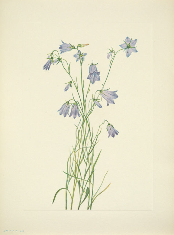 North American Wild Flowers Mary Vaux Walcott 1925