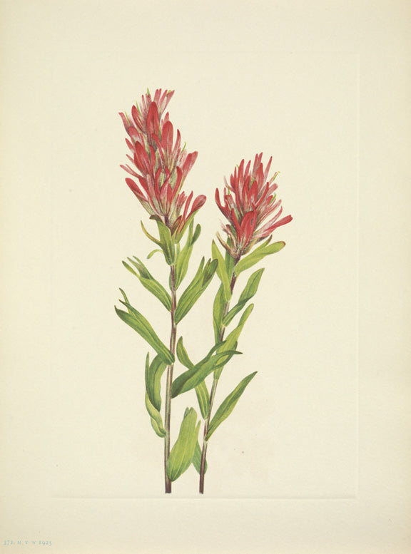 North American Wild Flowers Mary Vaux Walcott 1925