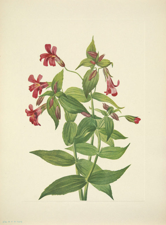 North American Wild Flowers Mary Vaux Walcott 1925