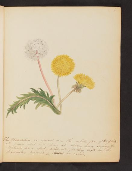 Wildflowers of Georgetown, DC 1856