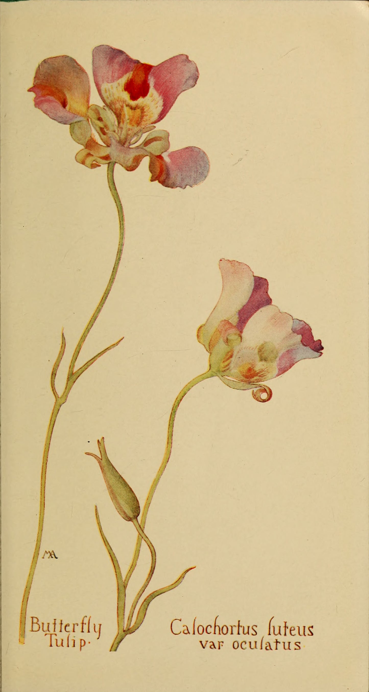 Field book of western wild flowers by Margaret Armstrong 1915