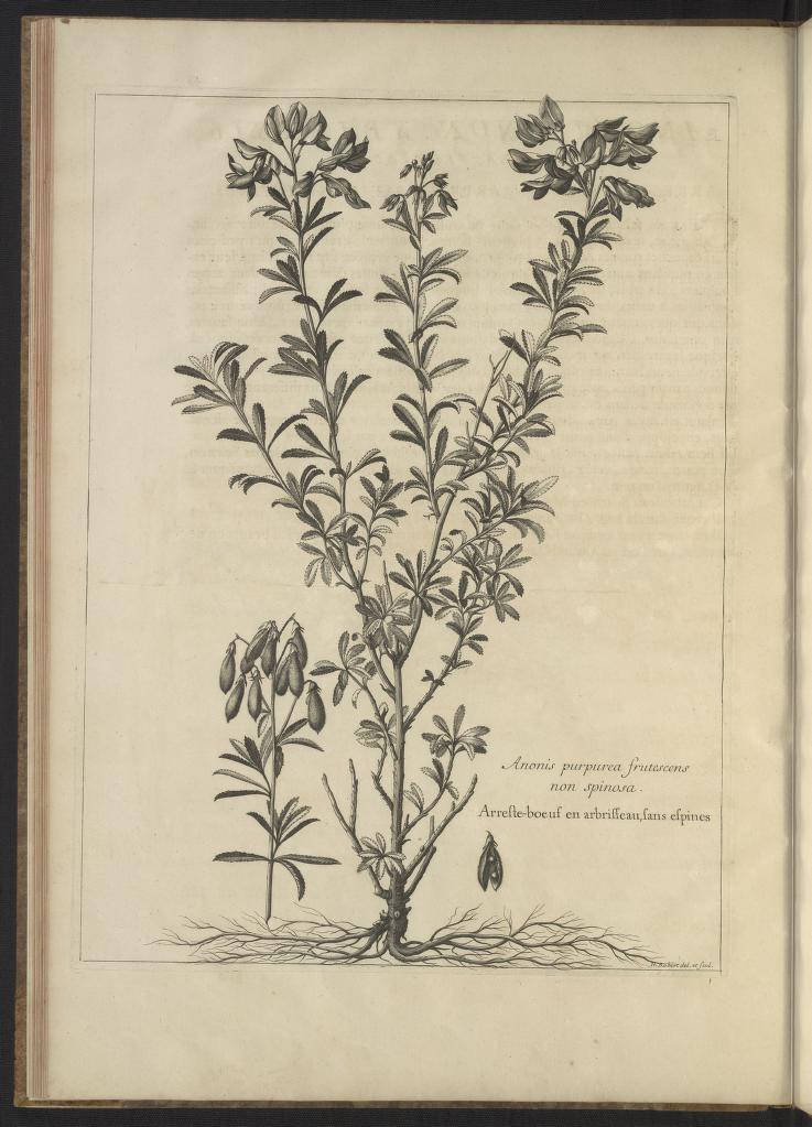 Mémoires pour servir à l'histoire des plantes 1676