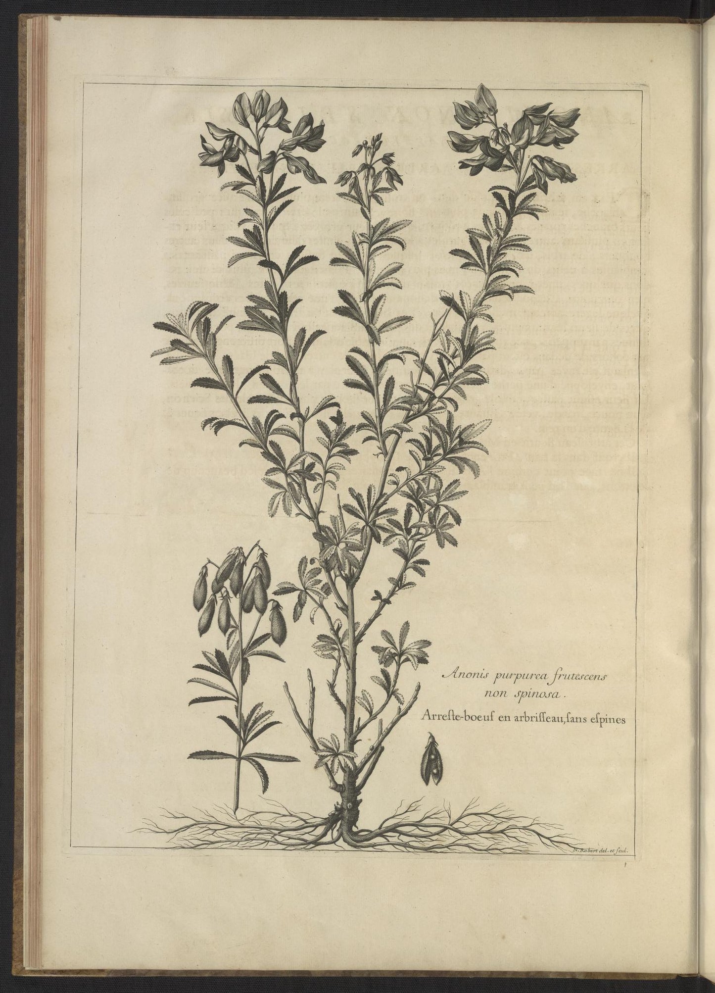Mémoires pour servir à l'histoire des plantes 1676