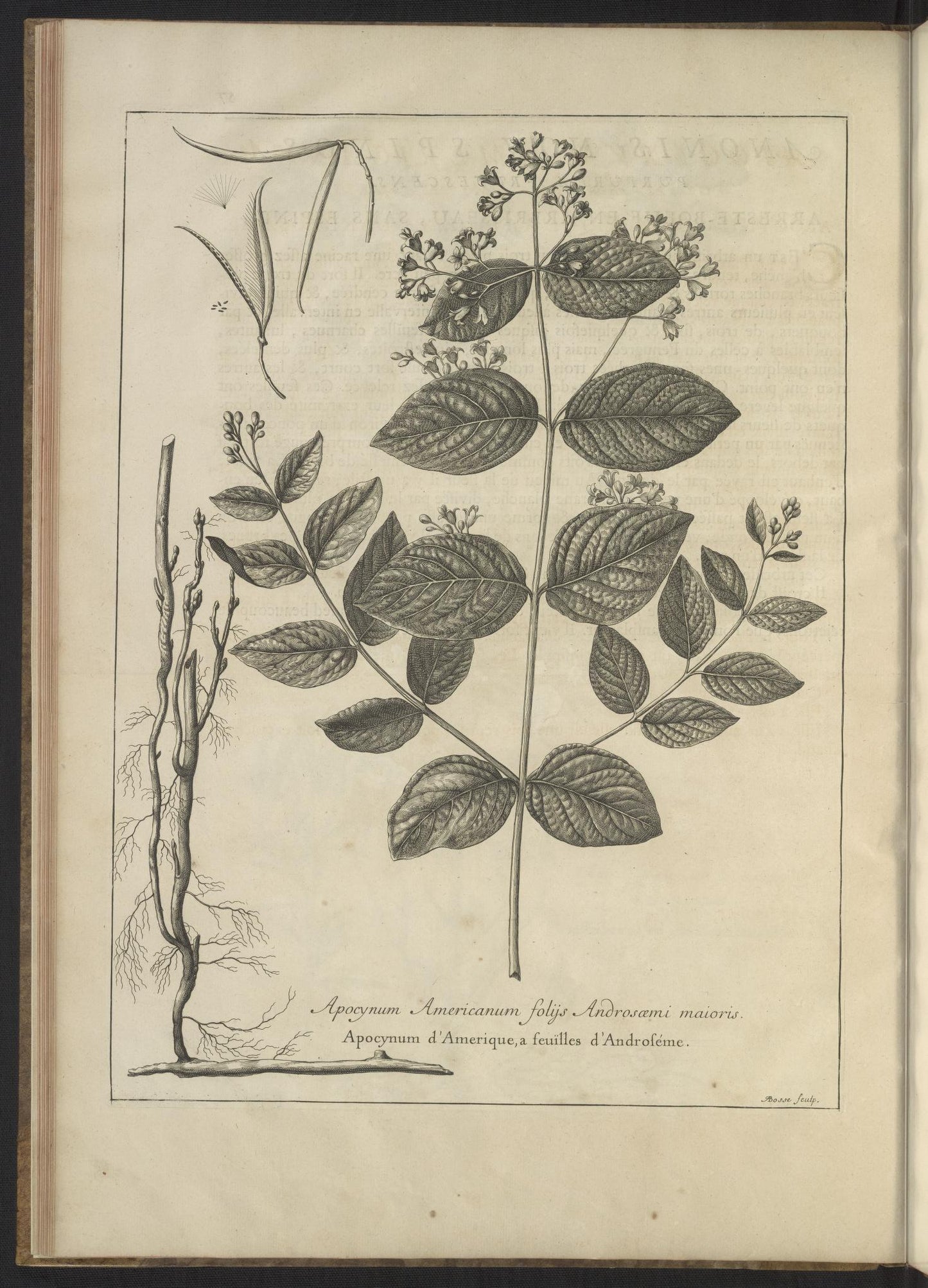 Mémoires pour servir à l'histoire des plantes 1676