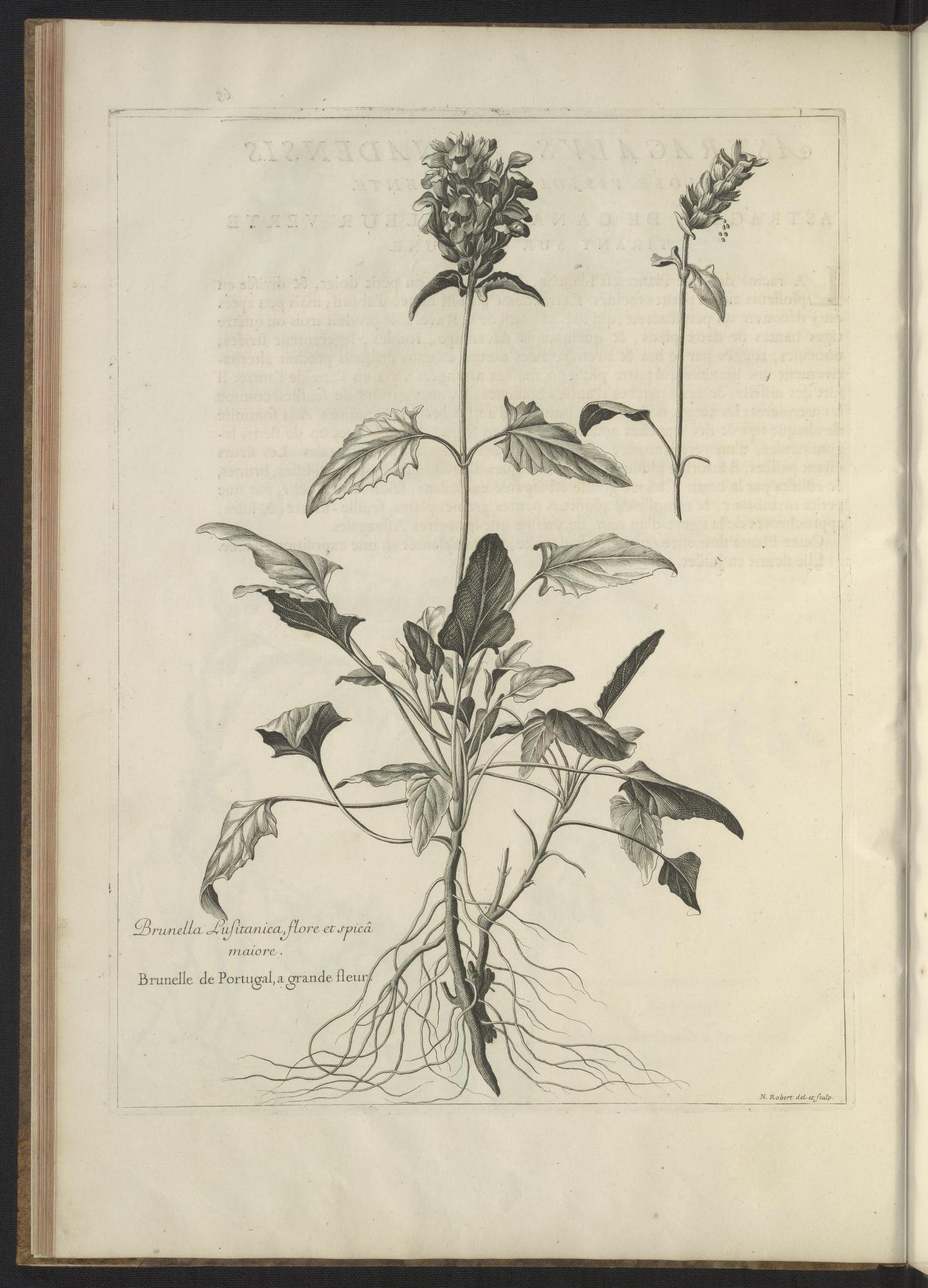 Mémoires pour servir à l'histoire des plantes 1676