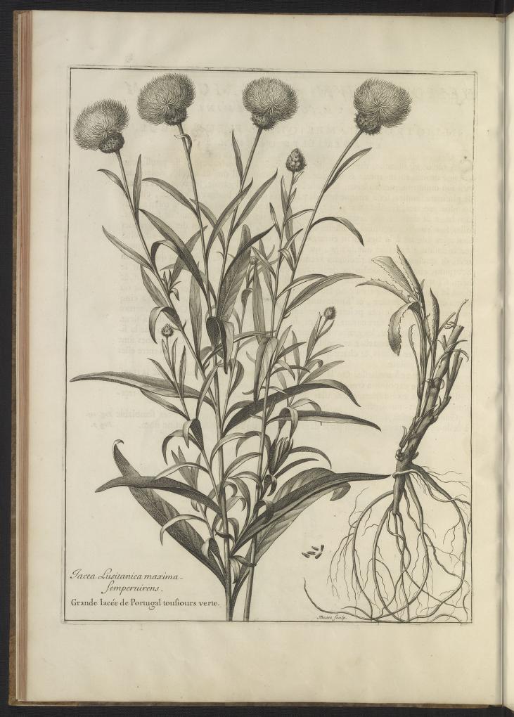 Mémoires pour servir à l'histoire des plantes 1676