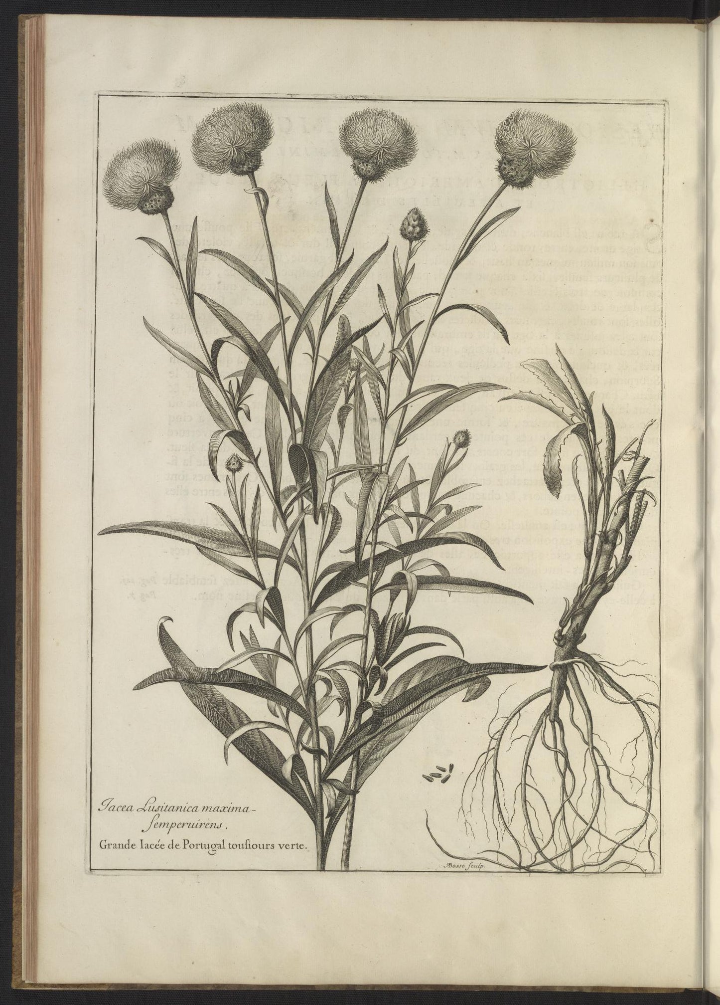 Mémoires pour servir à l'histoire des plantes 1676