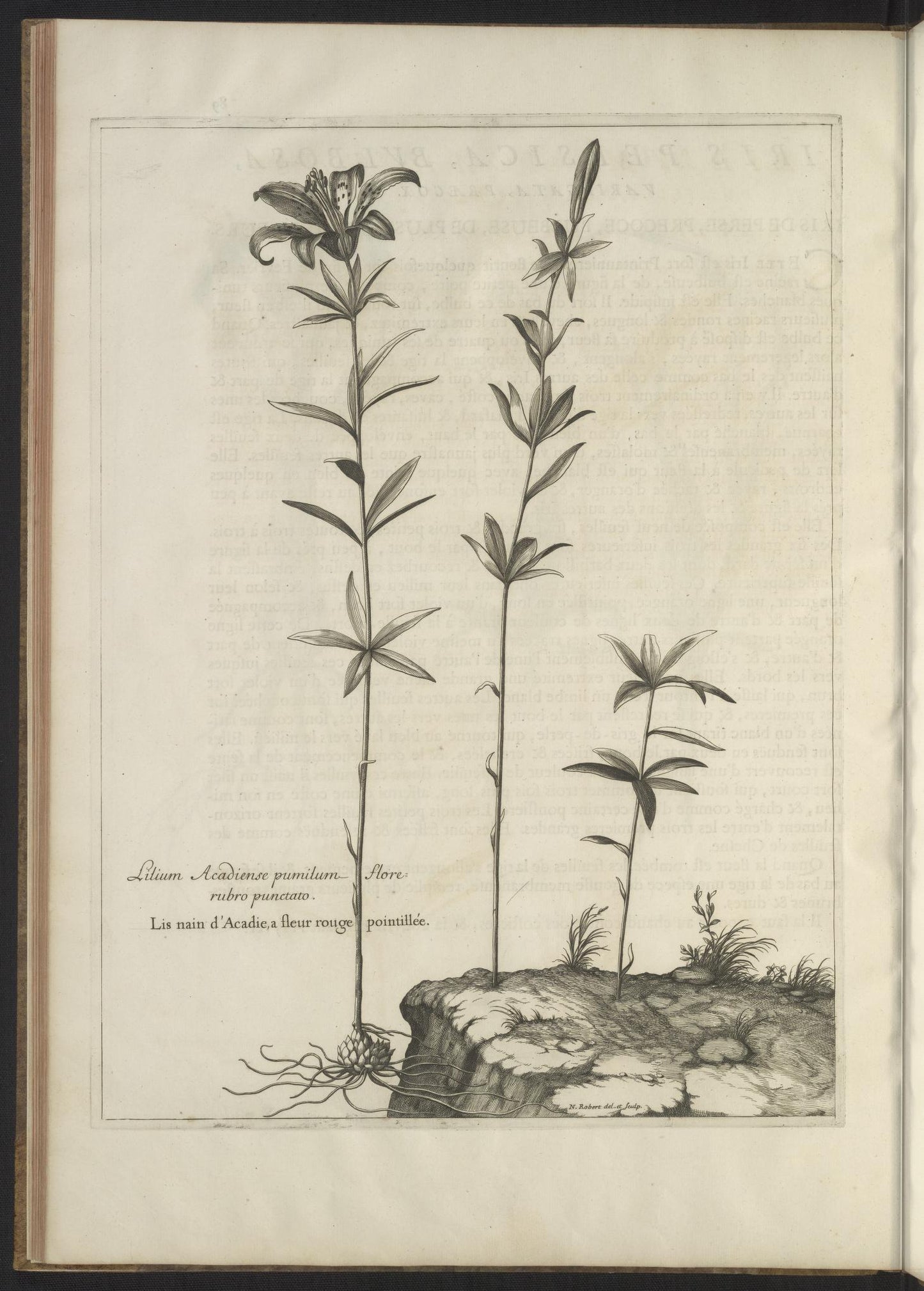 Mémoires pour servir à l'histoire des plantes 1676
