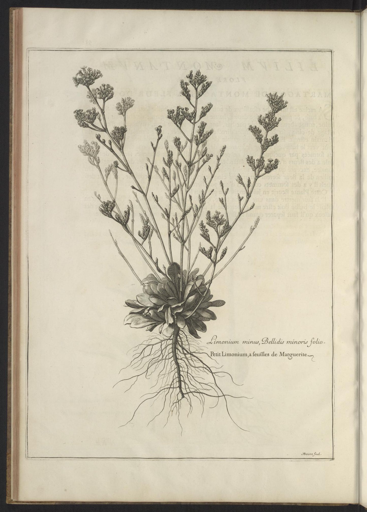 Mémoires pour servir à l'histoire des plantes 1676
