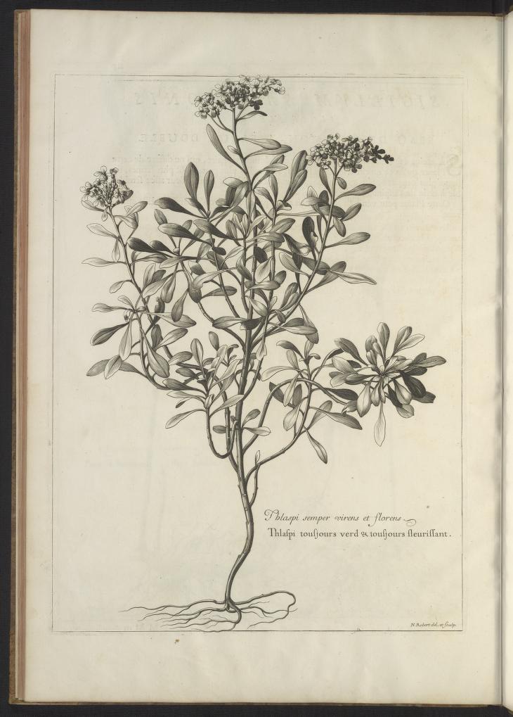 Mémoires pour servir à l'histoire des plantes 1676