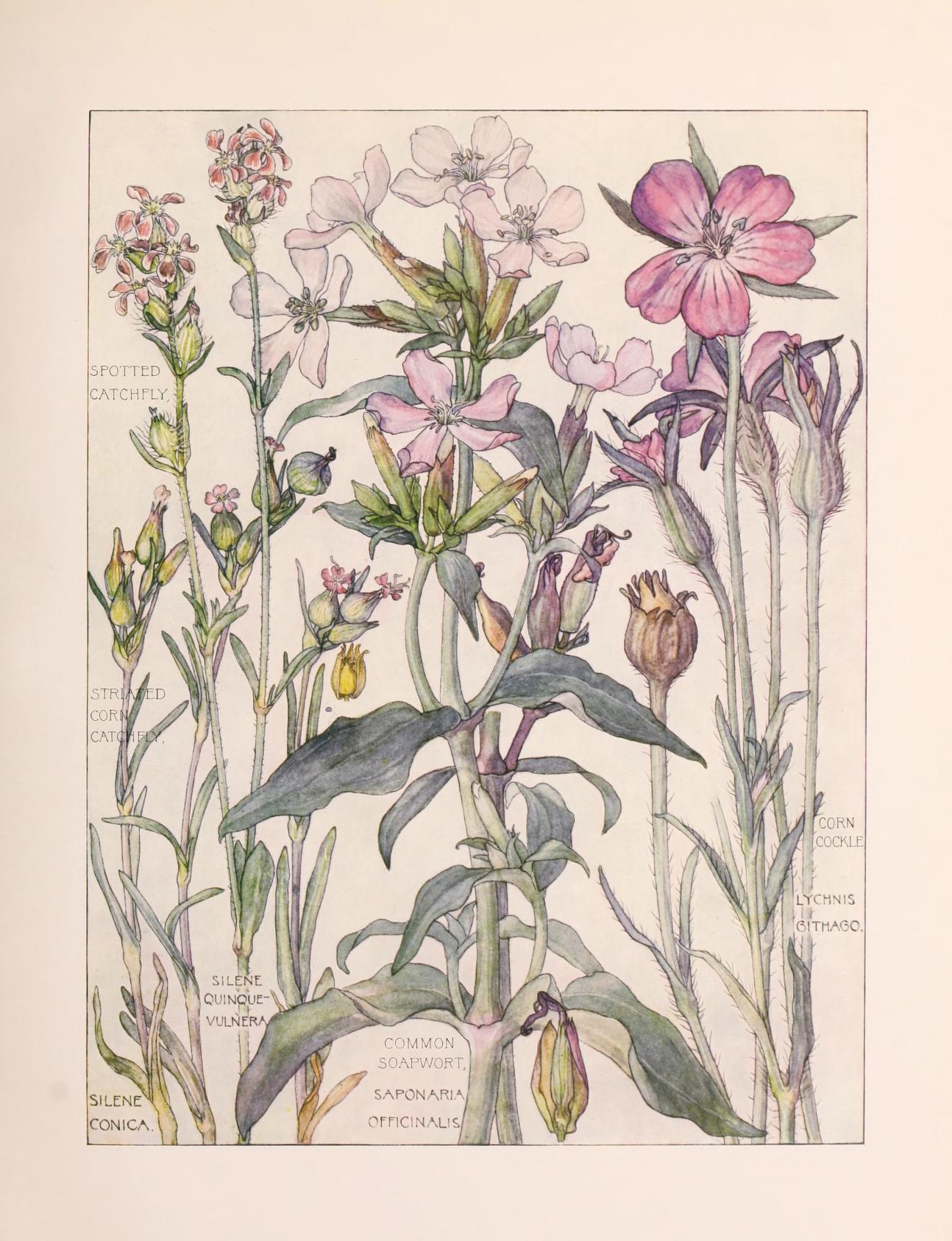 Wildflowers Of The British Isles 1907