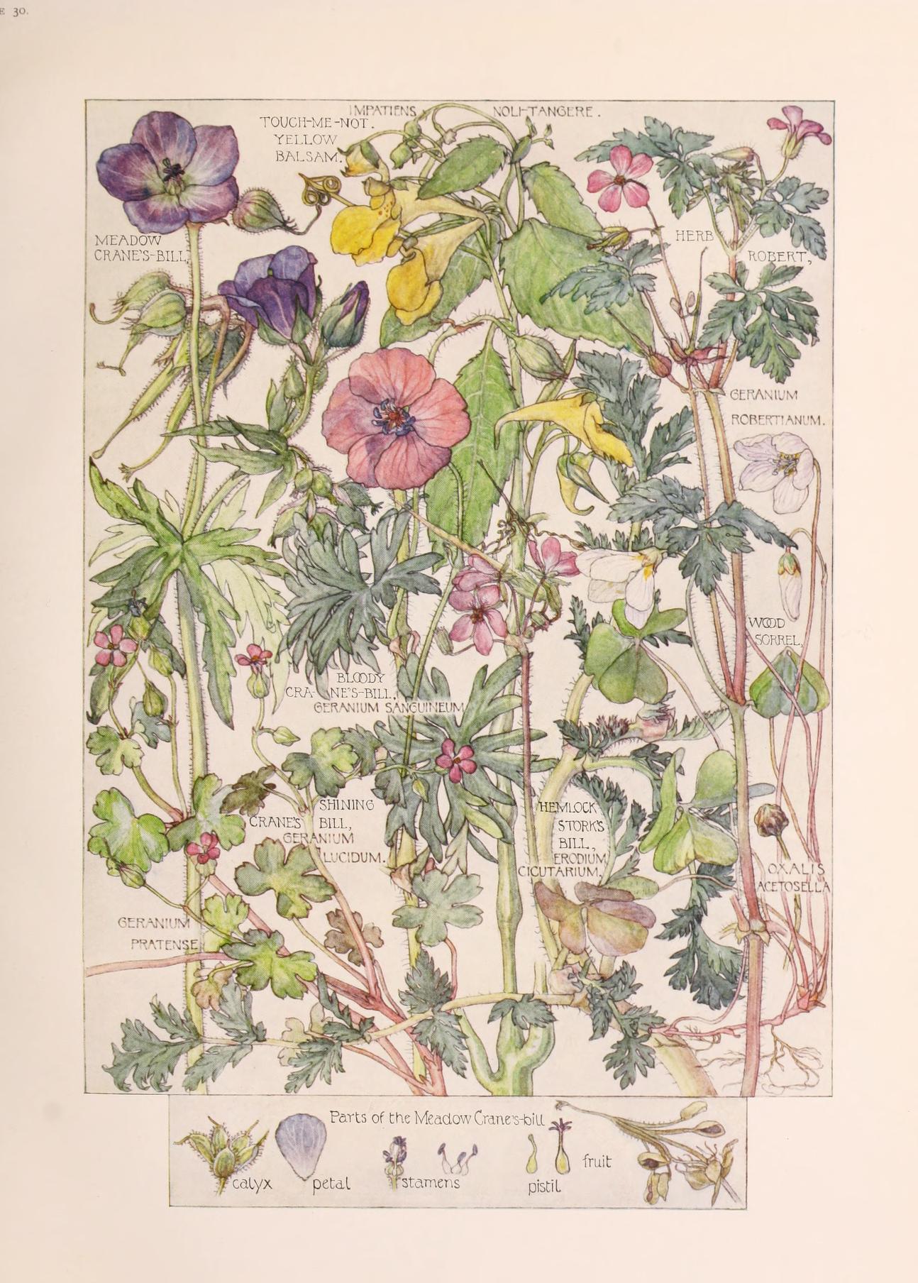 Wildflowers Of The British Isles 1907