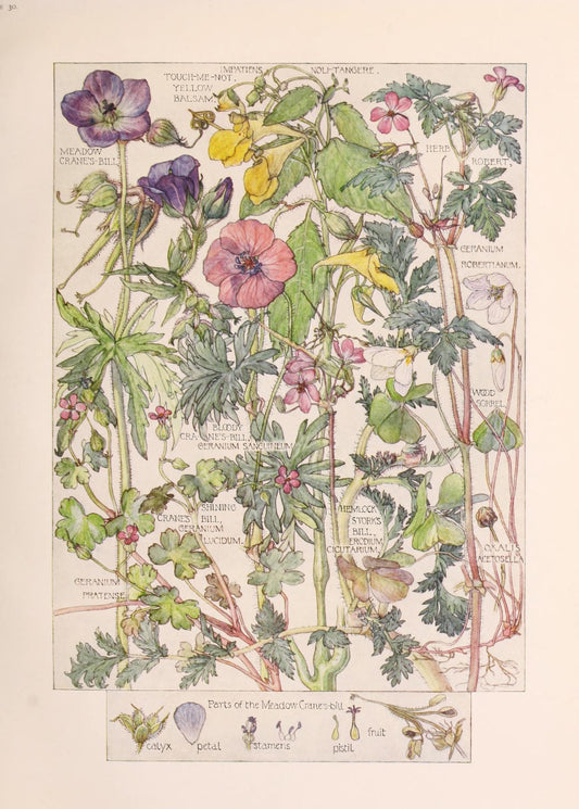 Wildflowers Of The British Isles 1907