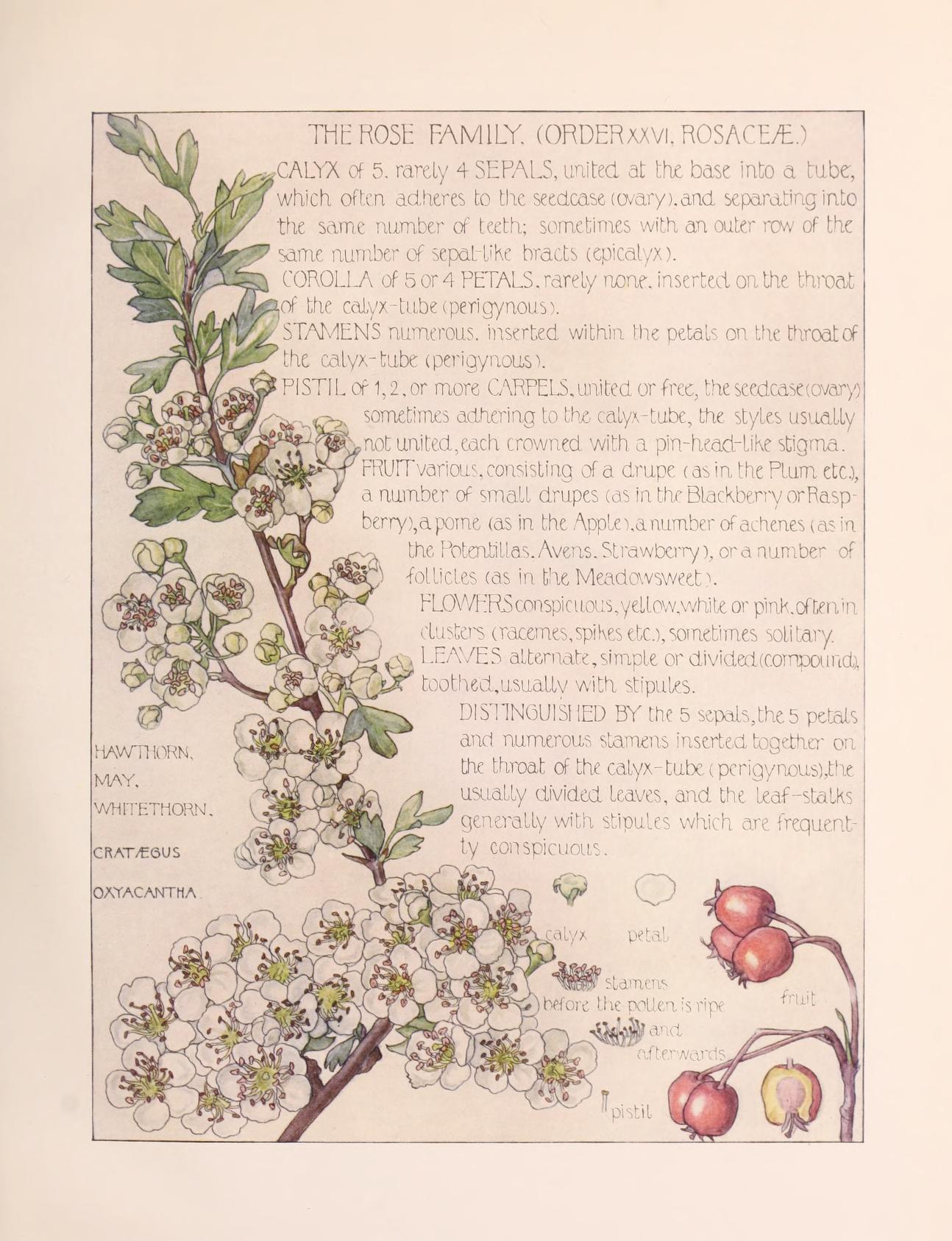 Wildflowers Of The British Isles 1907