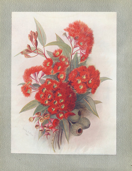 Wildflowers of Western Australia 1921