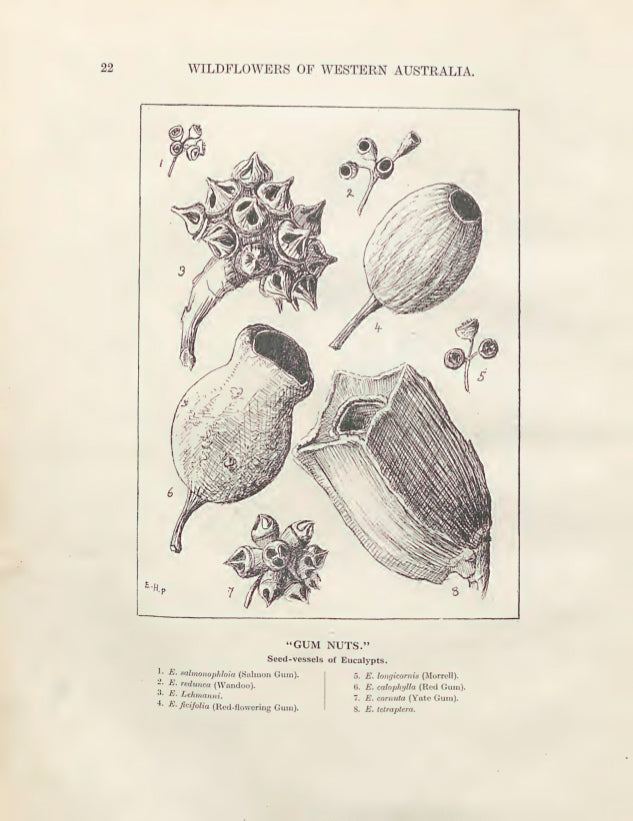 Wildflowers of Western Australia 1921