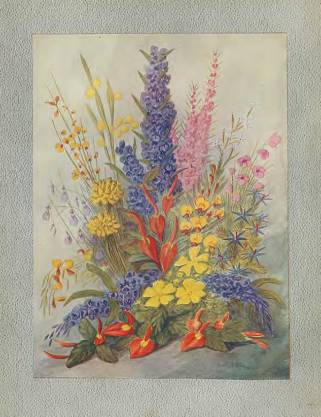 Wildflowers of Western Australia 1921