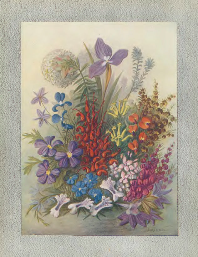 Wildflowers of Western Australia 1921