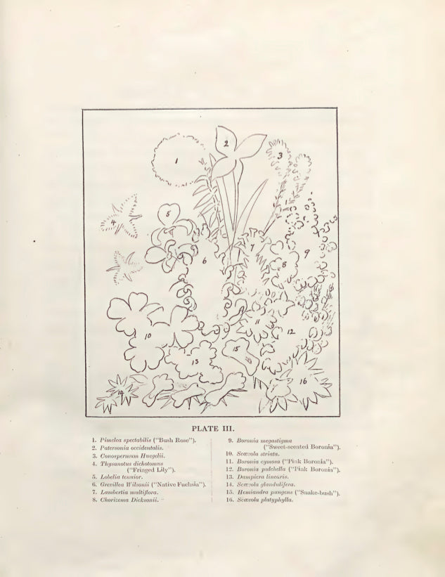 Wildflowers of Western Australia 1921