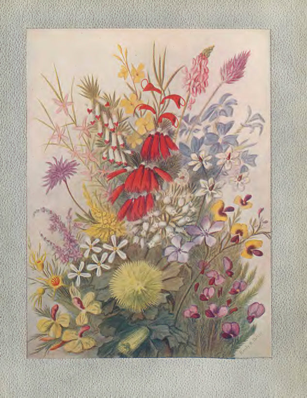 Wildflowers of Western Australia 1921