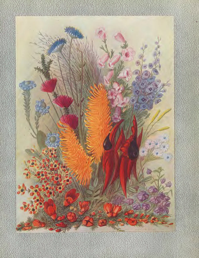 Wildflowers of Western Australia 1921