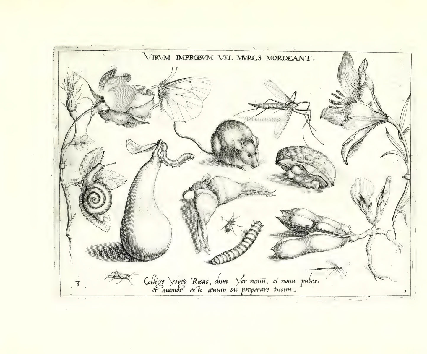 Archetypa stvdiaqve patris GeorgiI HoefnageliI - Hoefnagel, Joris 1592