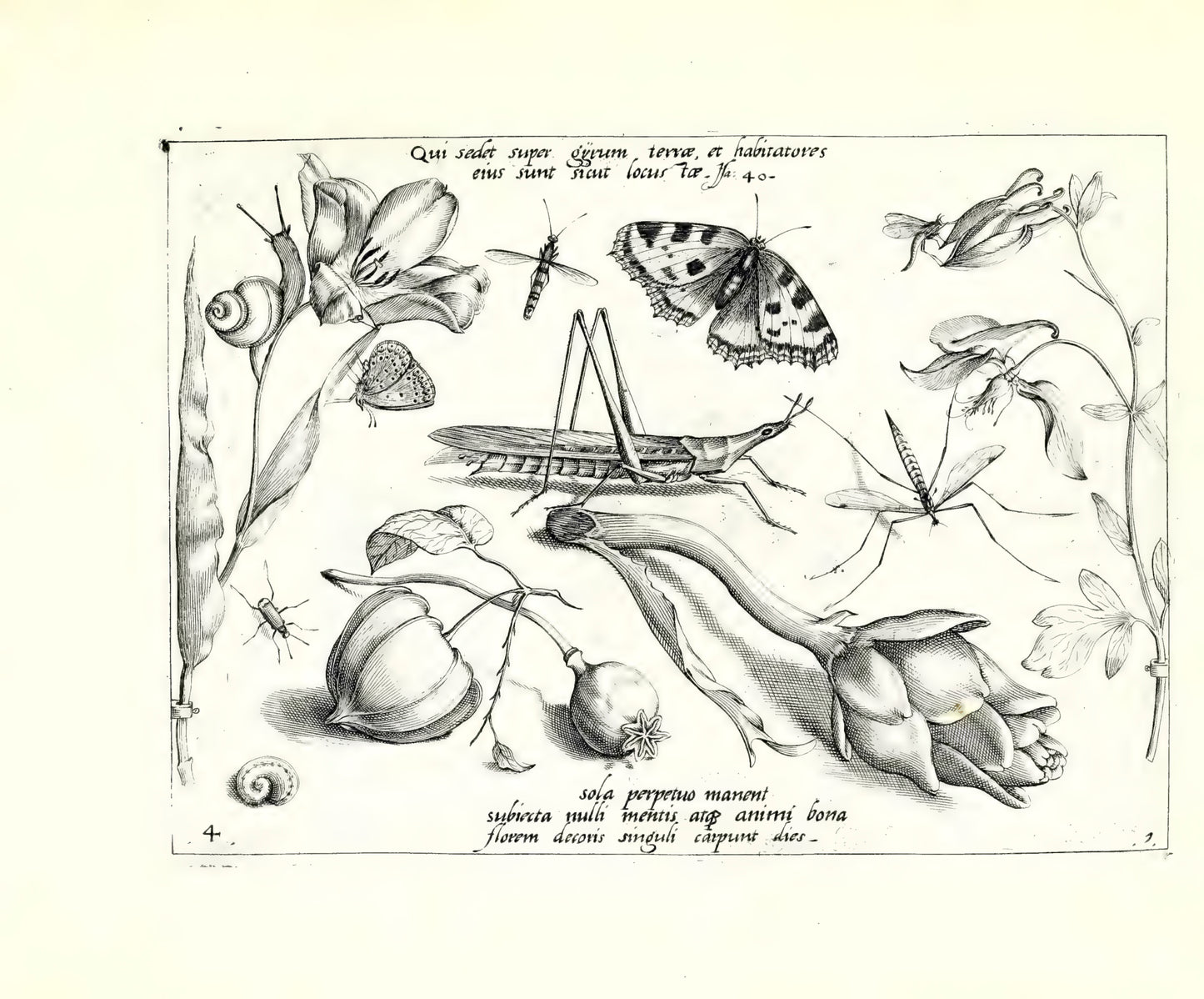 Archetypa stvdiaqve patris GeorgiI HoefnageliI - Hoefnagel, Joris 1592