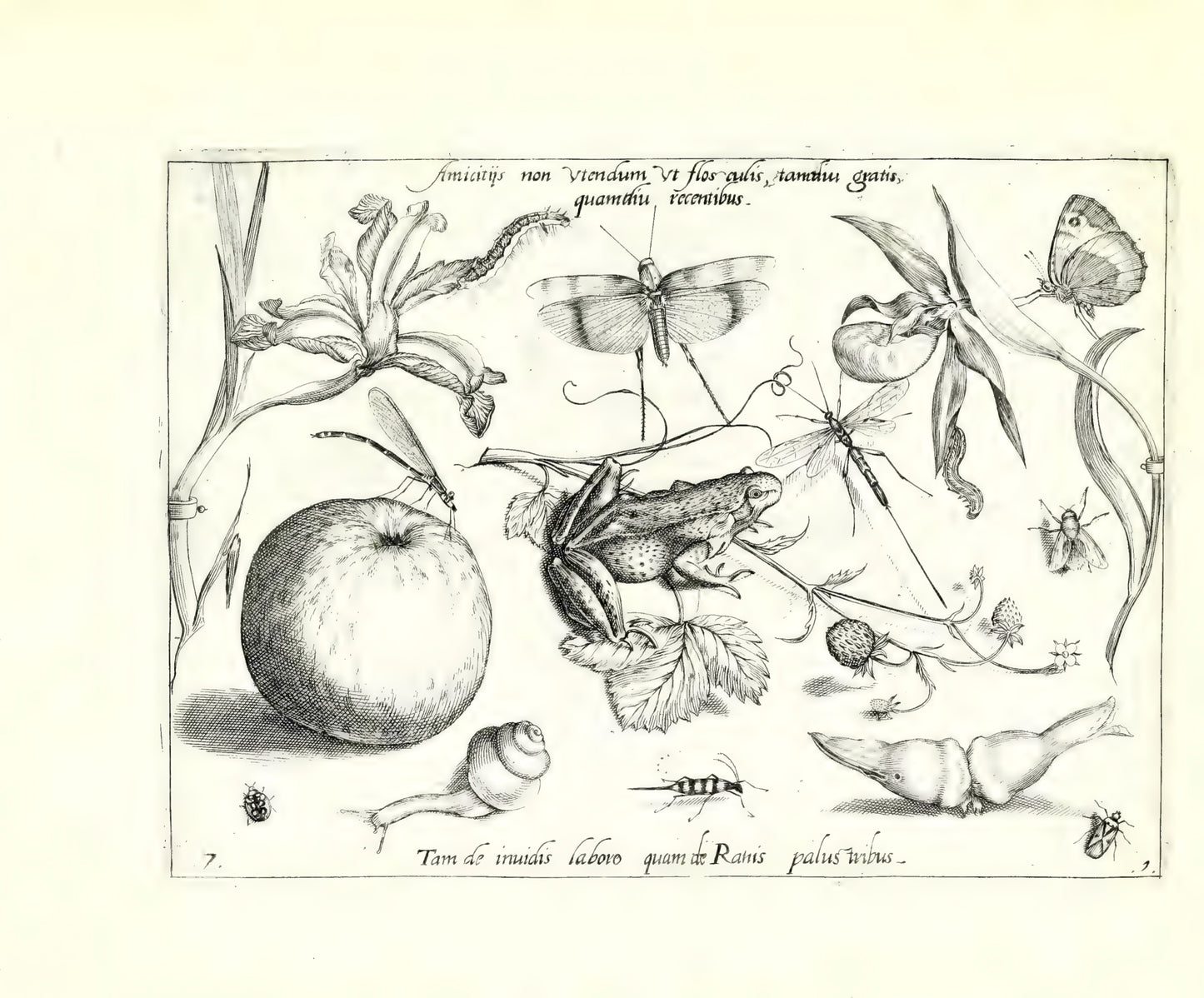 Archetypa stvdiaqve patris GeorgiI HoefnageliI - Hoefnagel, Joris 1592