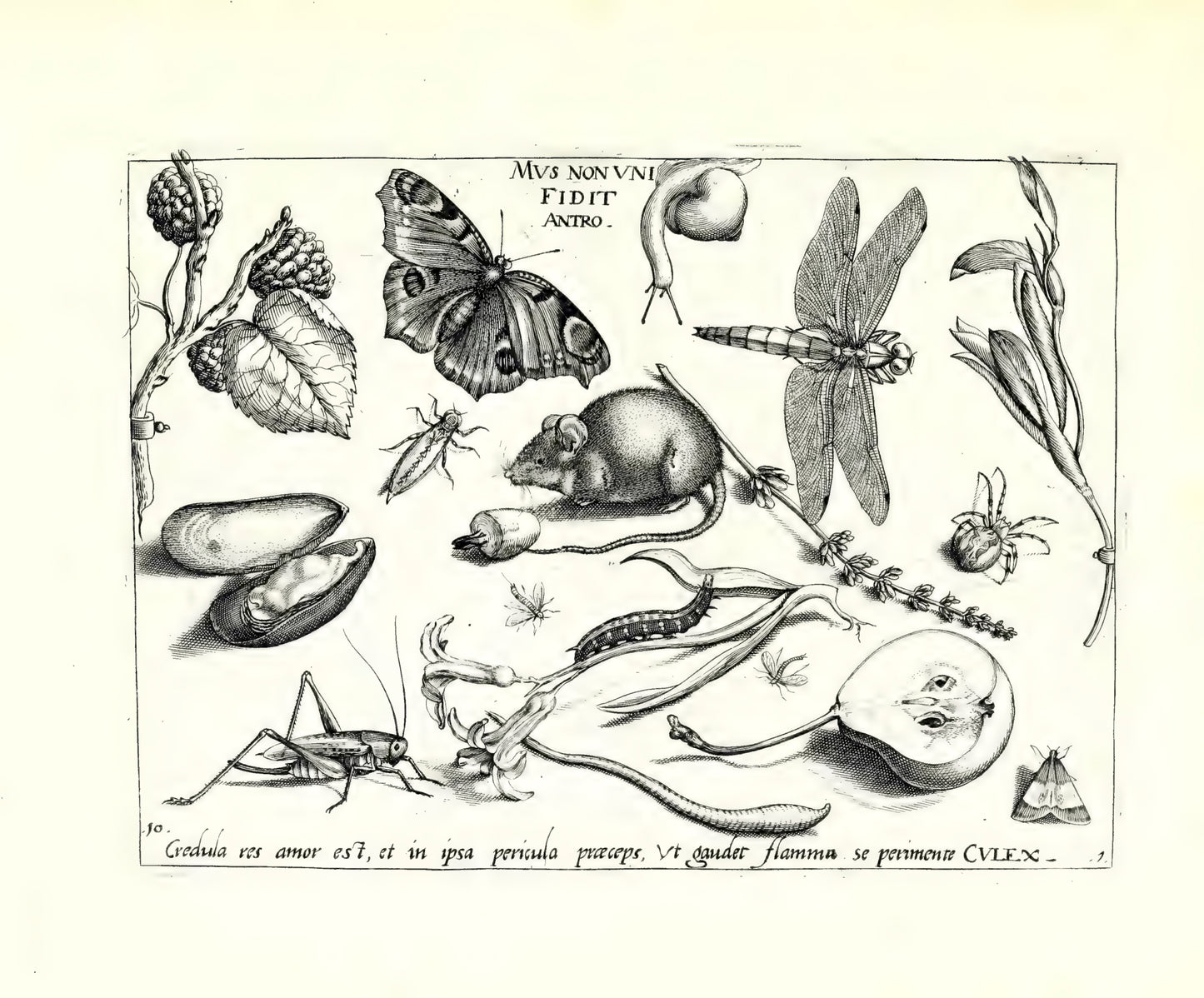 Archetypa stvdiaqve patris GeorgiI HoefnageliI - Hoefnagel, Joris 1592