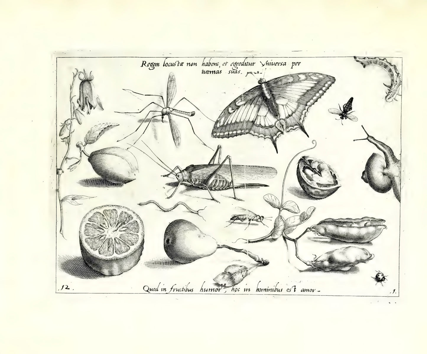 Archetypa stvdiaqve patris GeorgiI HoefnageliI - Hoefnagel, Joris 1592
