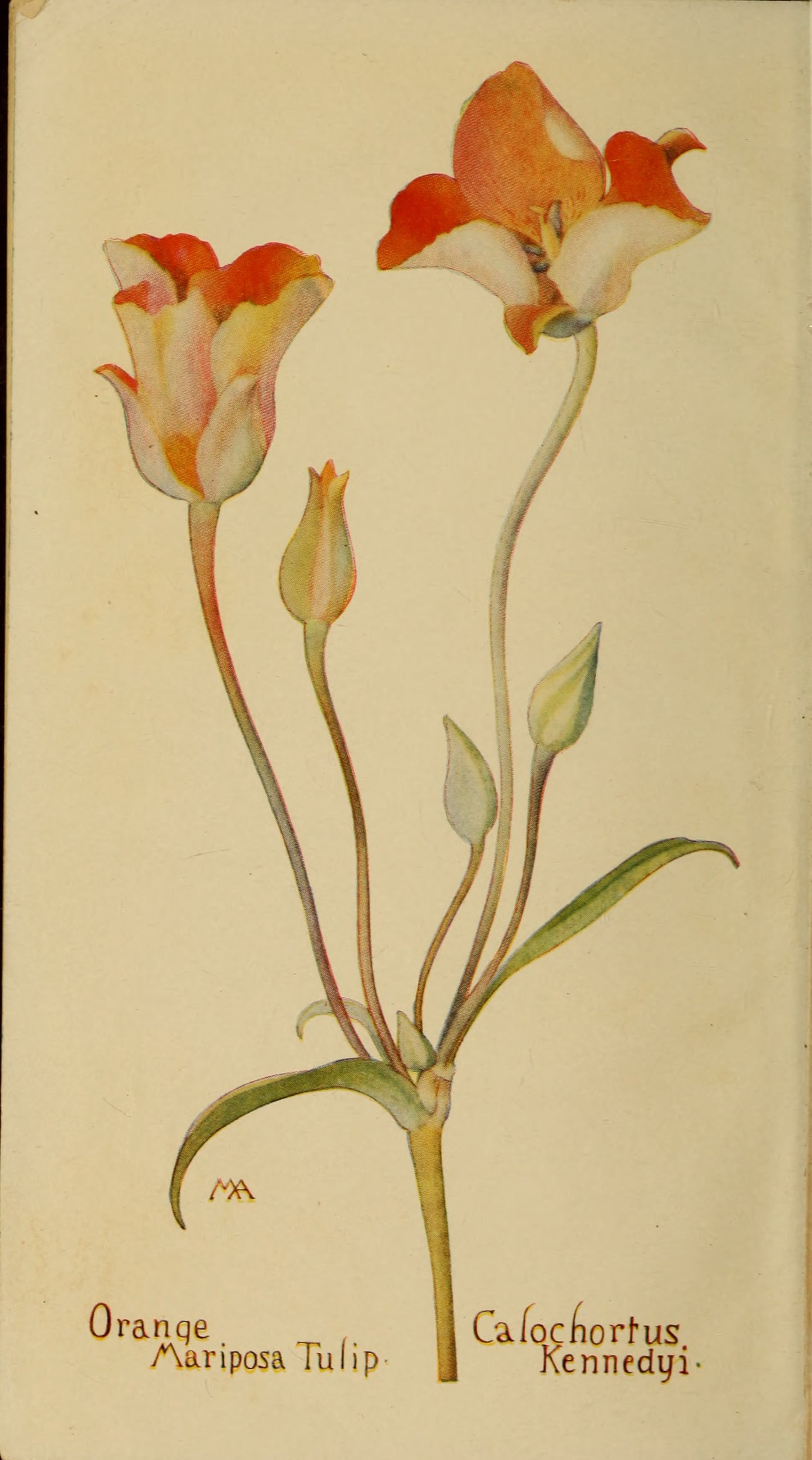 Field book of western wild flowers by Margaret Armstrong 1915