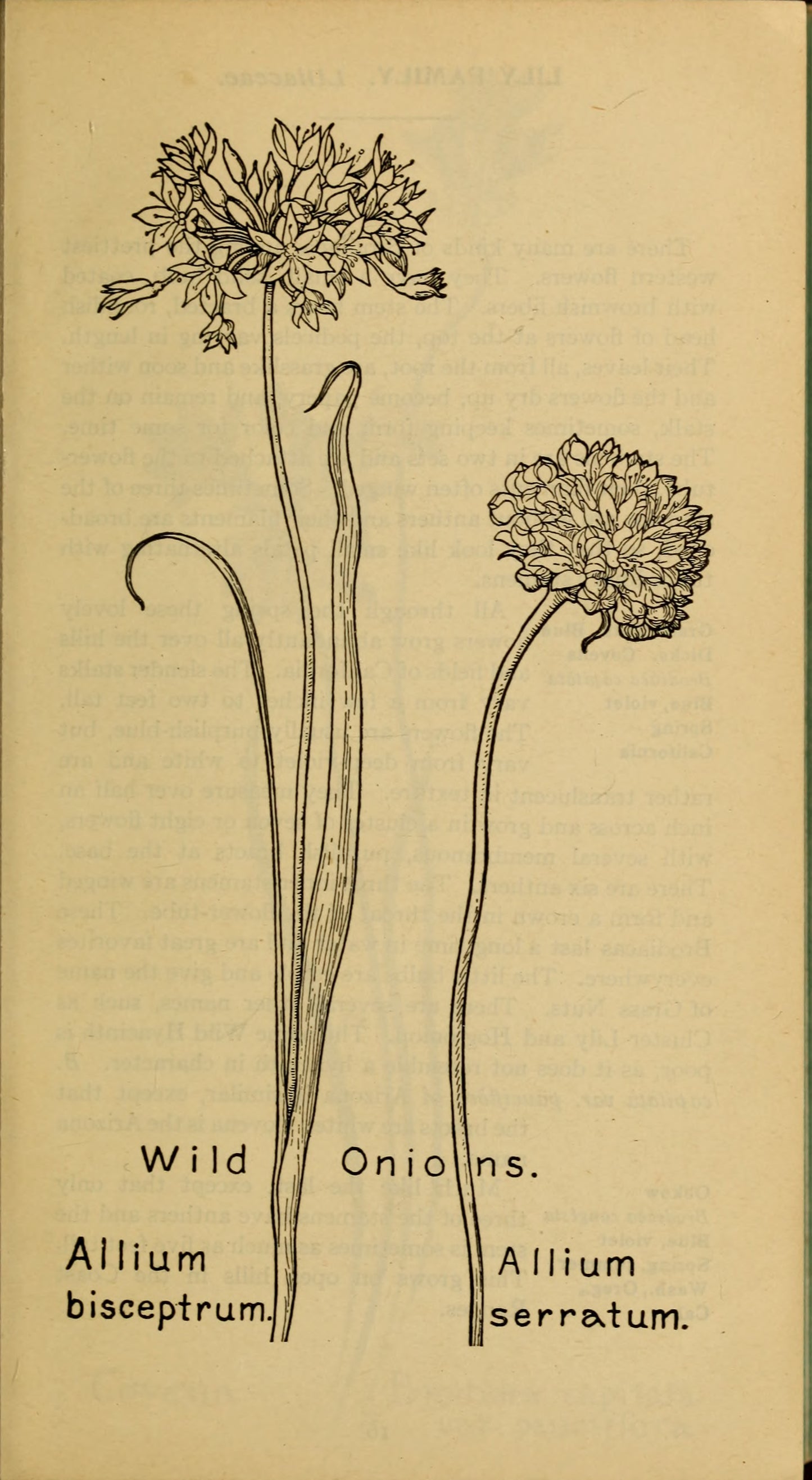 Field book of western wild flowers by Margaret Armstrong 1915