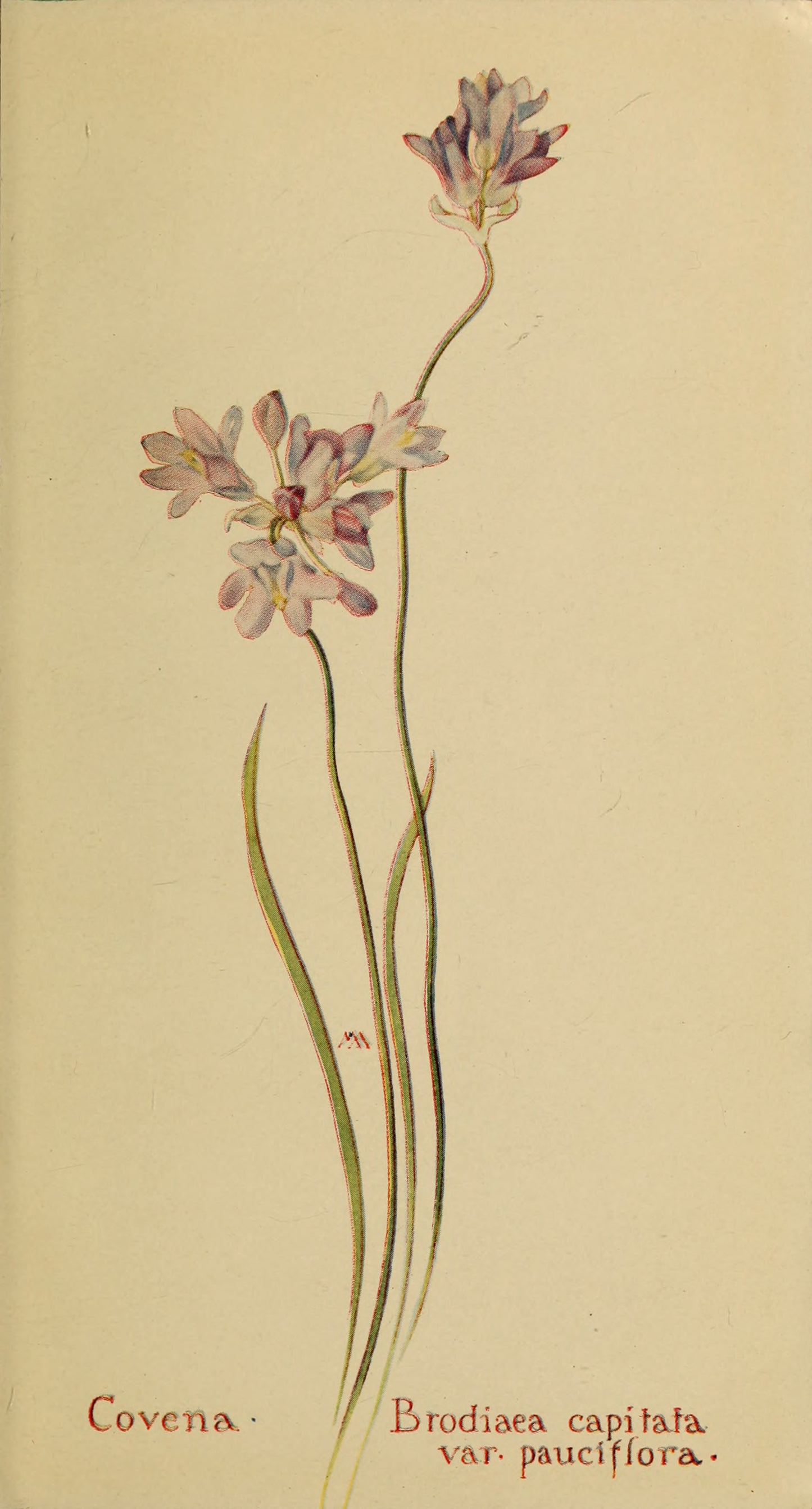 Field book of western wild flowers by Margaret Armstrong 1915