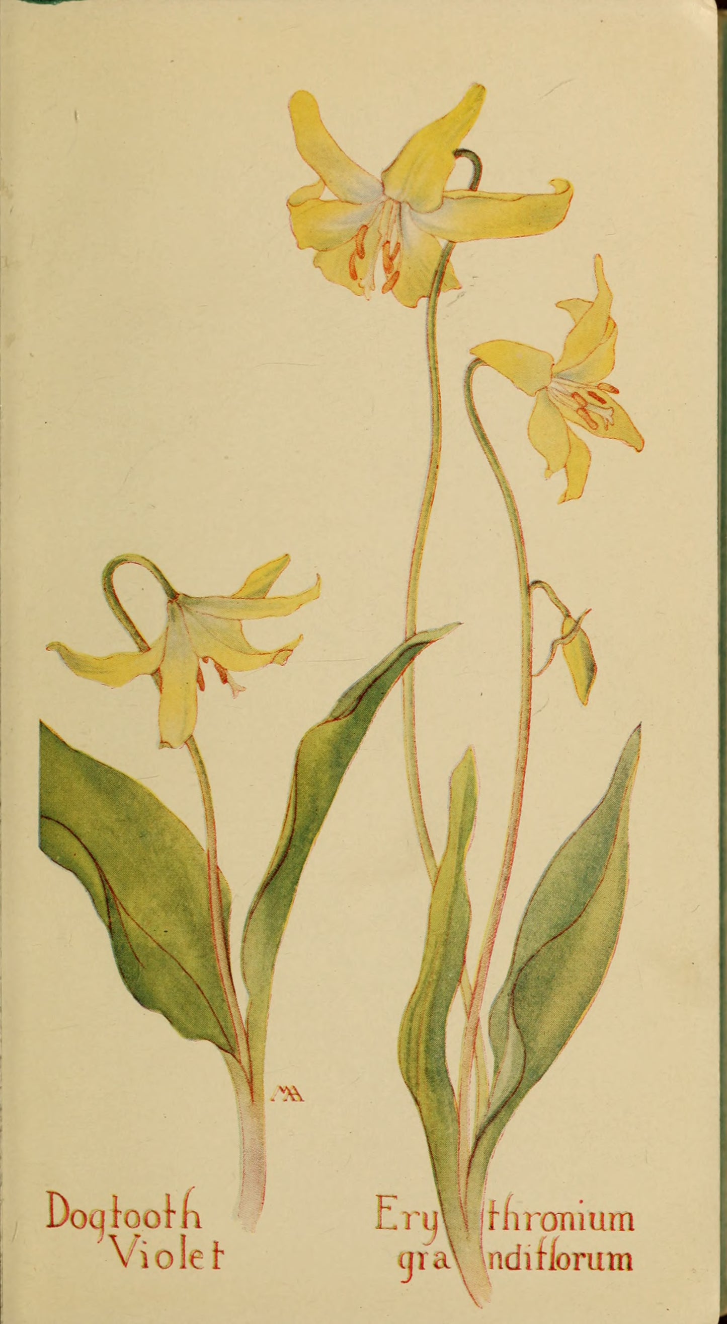 Field book of western wild flowers by Margaret Armstrong 1915