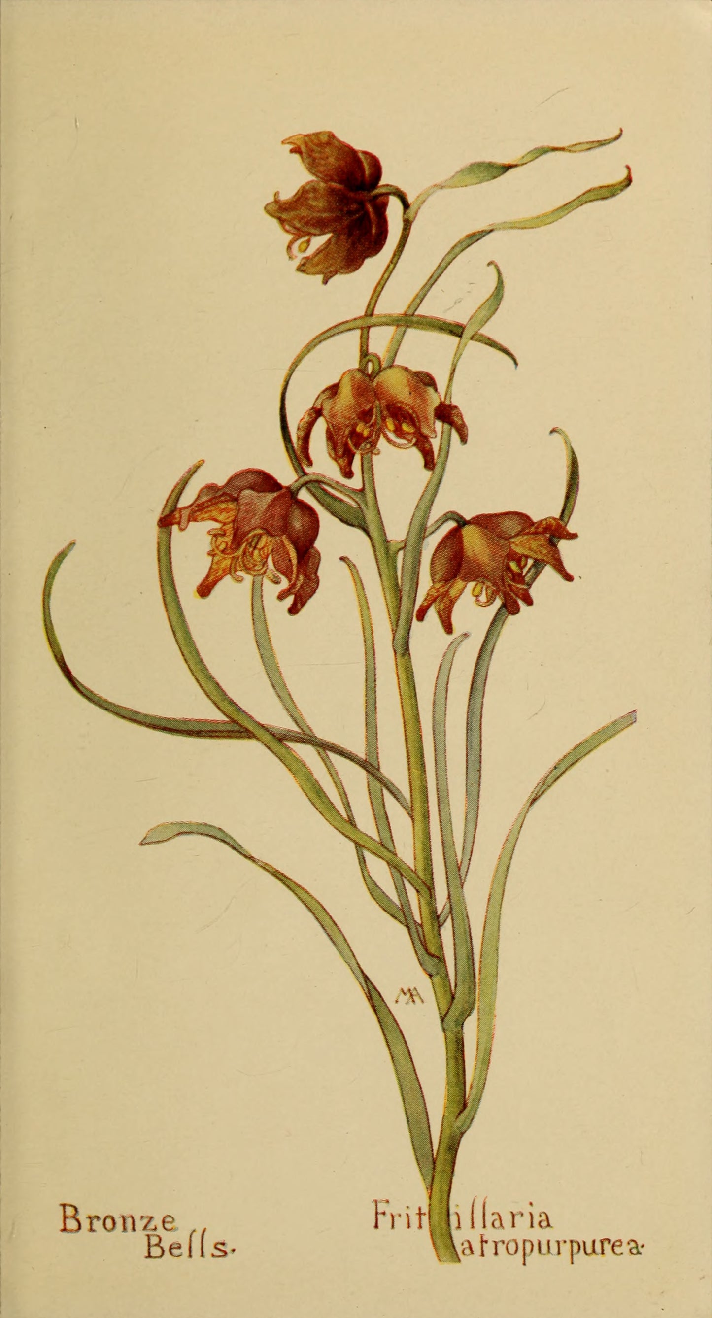 Field book of western wild flowers by Margaret Armstrong 1915