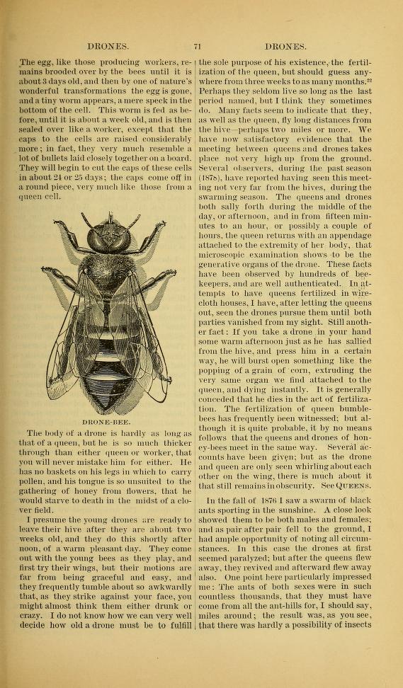 Bees and Flowers Paper Collection And ABC's of Bee Culture Cyclopedia 1884