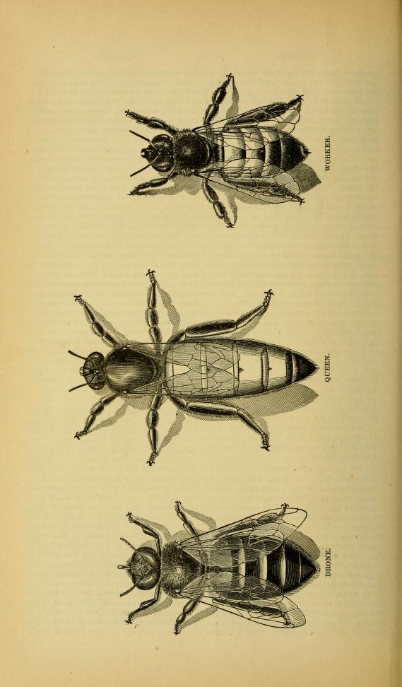 The ABC of bee culture: a cyclopaedia 1884