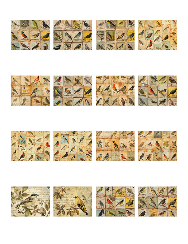 Naturalist Birds Paper Collection