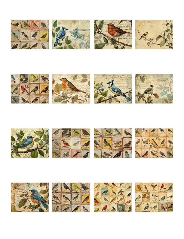 Naturalist Birds Paper Collection